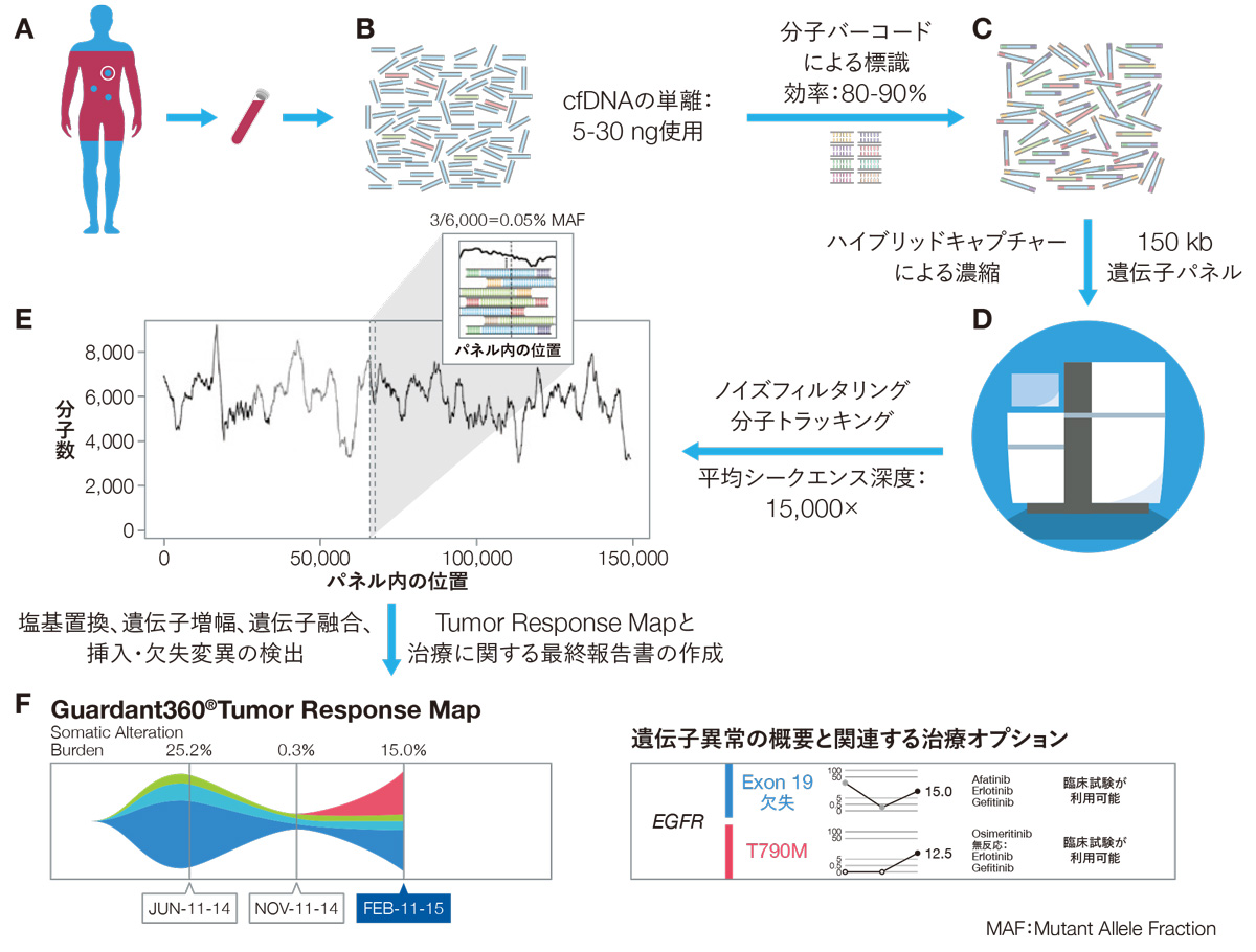デジタルシークエンシングを用いたctDNA解析のプロセス